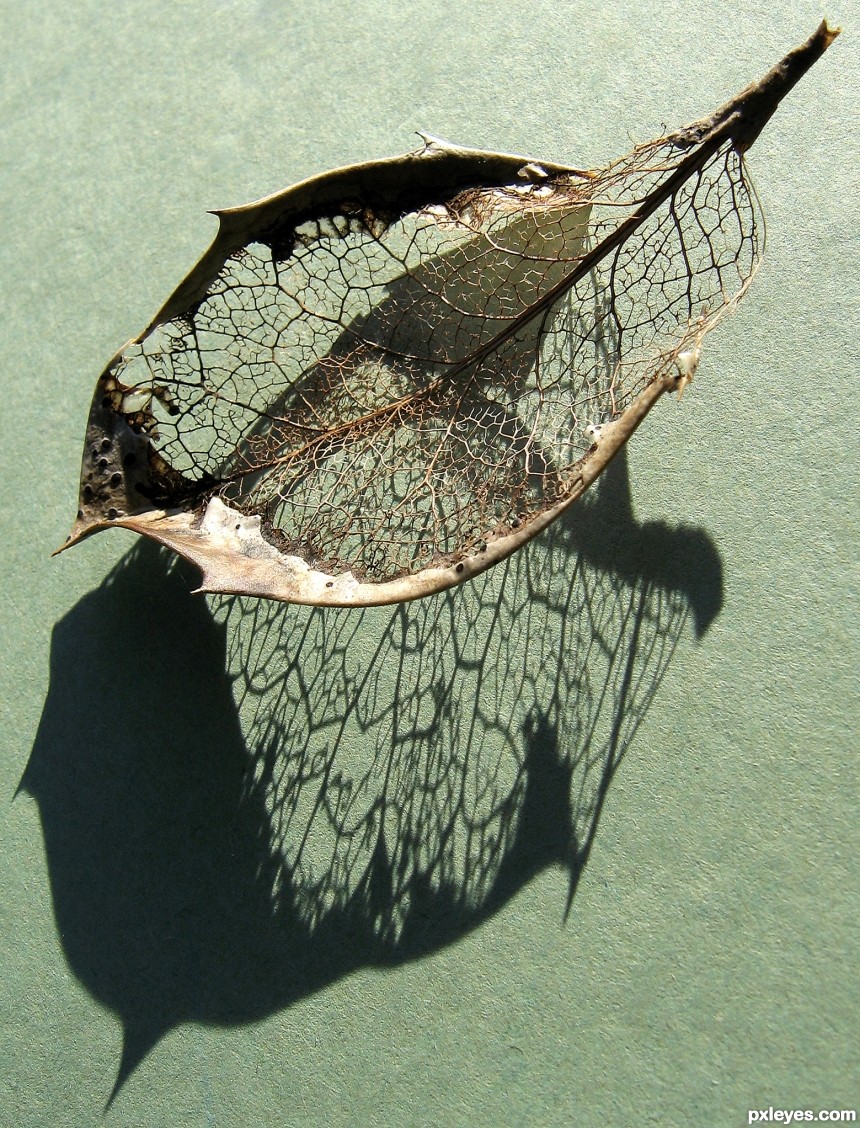 Skeleton Leaf photoshop picture)