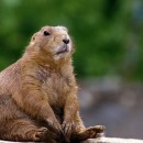 sitting beaver source image