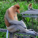 sitting monkey source image