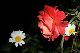 Summer flowers