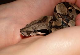 Baby Constrictor