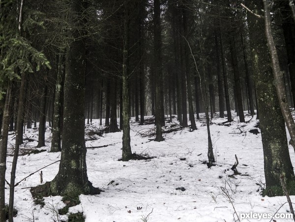 Snow in the forest