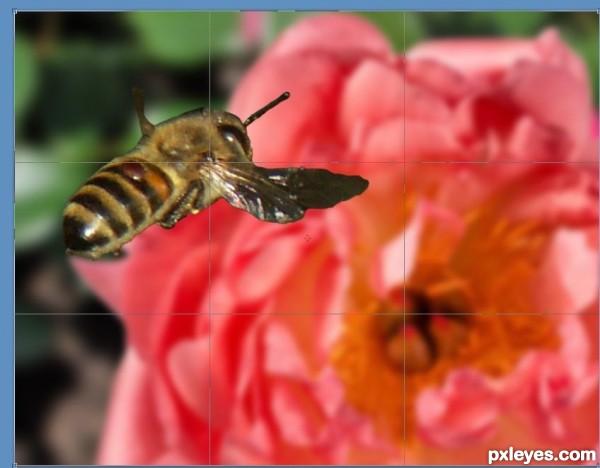 Creation of 3d Bee: Step 8