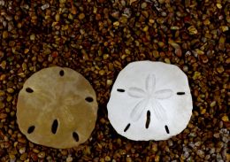 Sand Dollars