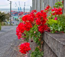 red flowers