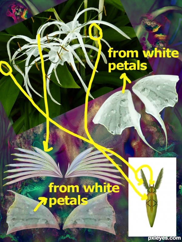 Creation of Moths: Step 8