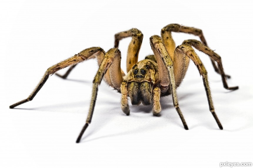 Wolf Spider photoshop picture)