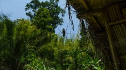 Golden silk orb-weaver