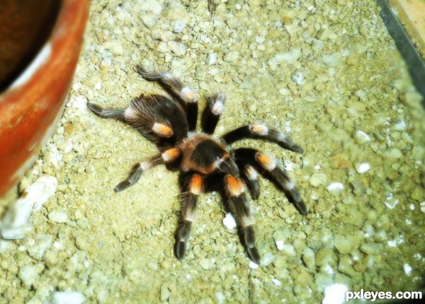 Tarantula 