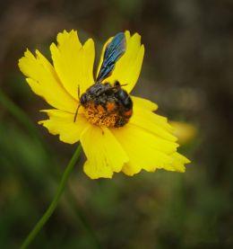 Busy Bee in Spring Sunshine