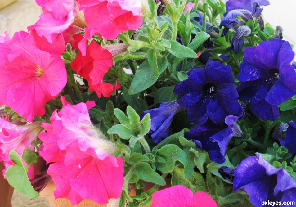 petunias