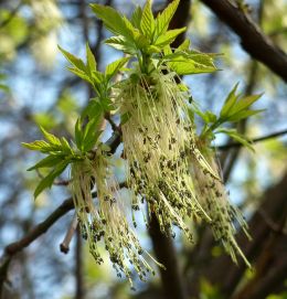 Spring, Maple. 