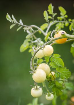 First tomatoes growing