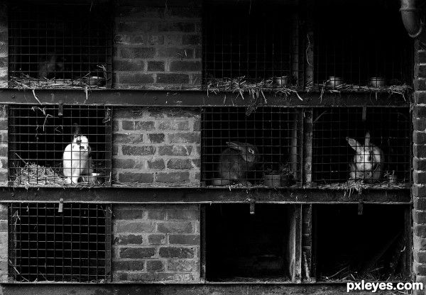 Rabbit Hutches