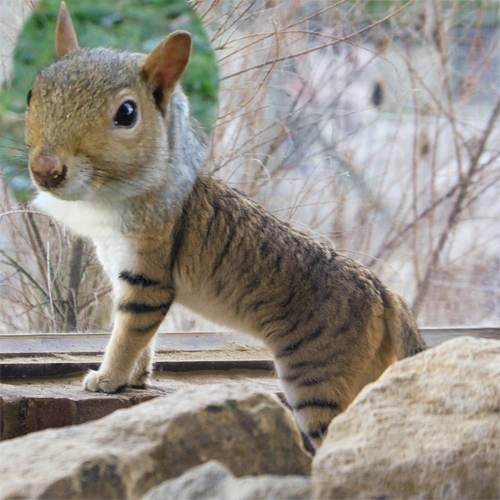 Creation of Catsquirrel: Step 2