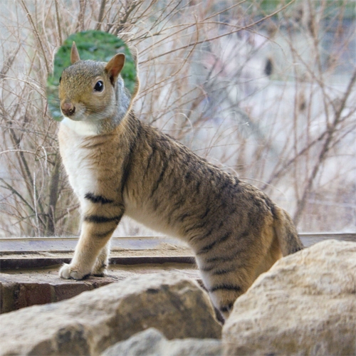 Creation of Catsquirrel: Step 3