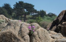 Natural rockery