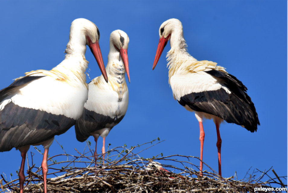 Creation of Three Dee storks: Step 5