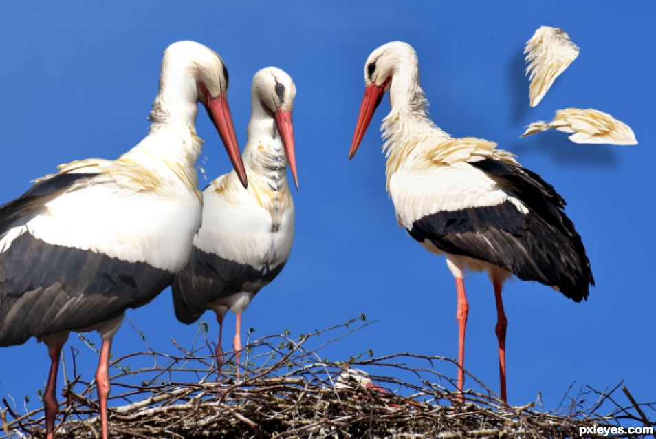 Creation of Three Dee storks: Step 6