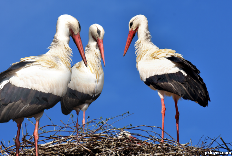 Creation of Three Dee storks: Step 7