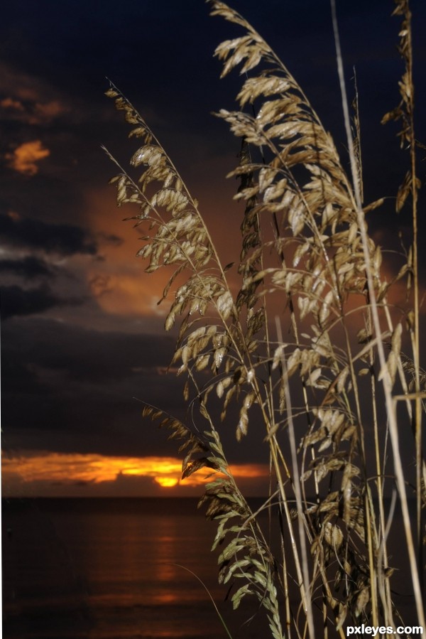 Sunset Seaoats