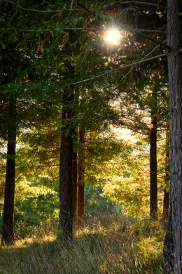 A sunny glade