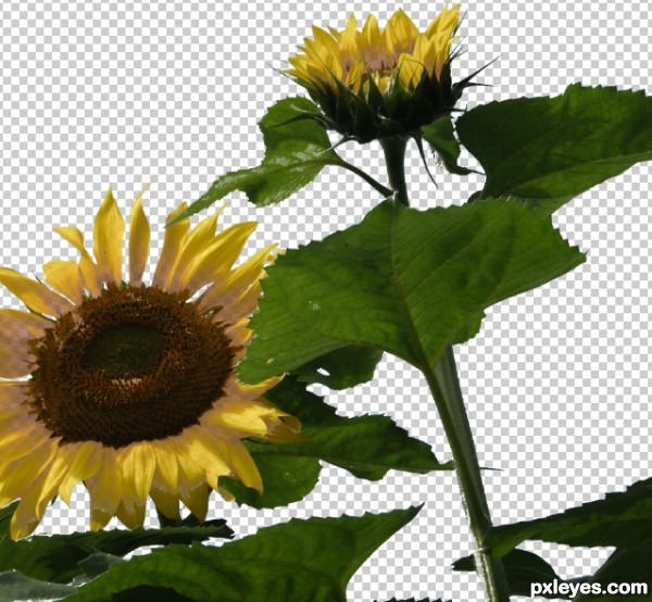 Creation of Satin and Sunflowers: Step 2