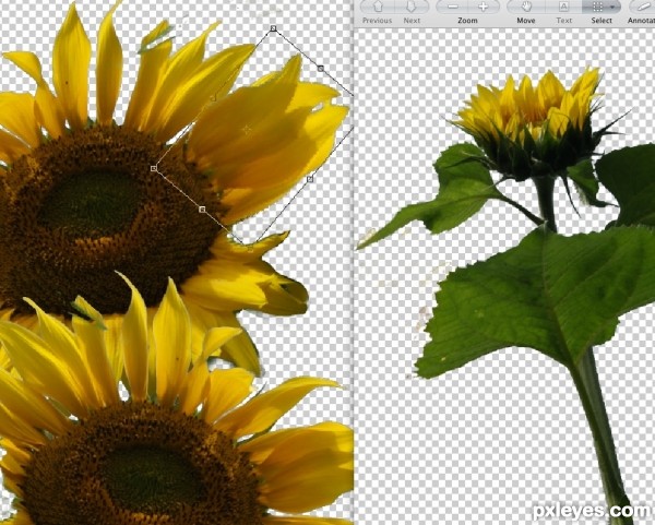 Creation of Satin and Sunflowers: Step 5