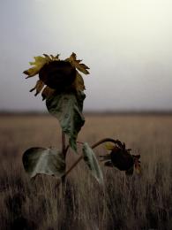 Withered sunflowers