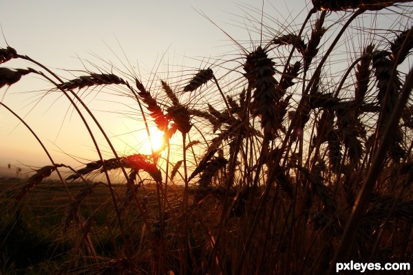 Sunset among wheat