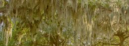 Spanish moss in an oak tree