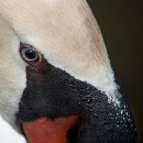 swan closeup source image