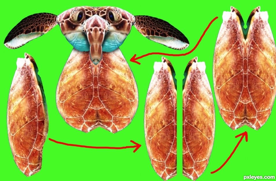 Creation of Sport Mutant Sea Burtles  PLAY BALL!!!: Step 6