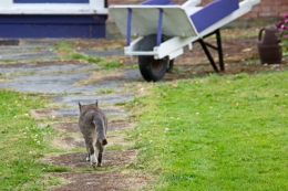 Prowling the Neighborhood