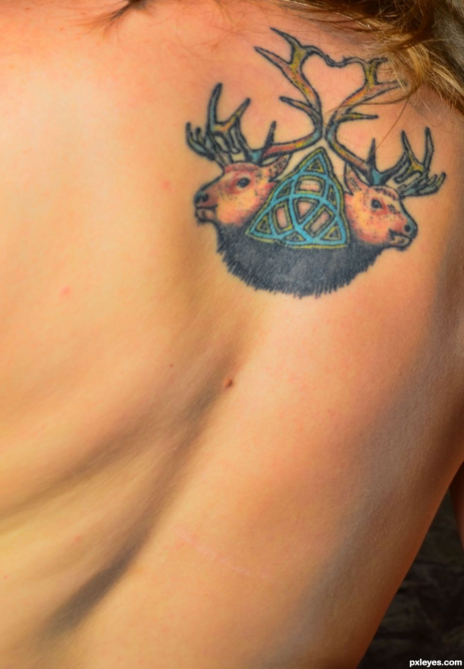 Elk Back