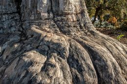 The base of a very large tree