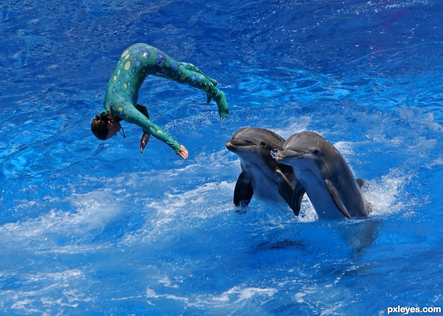 Dolphin Show