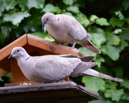 Morning visitors