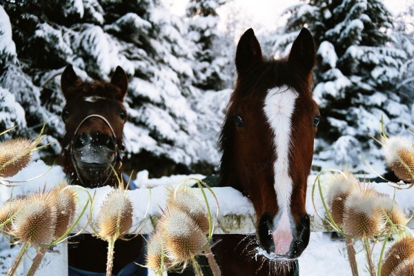 Creation of Snowy Day: Step 4