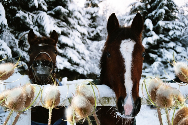 Creation of Snowy Day: Step 5