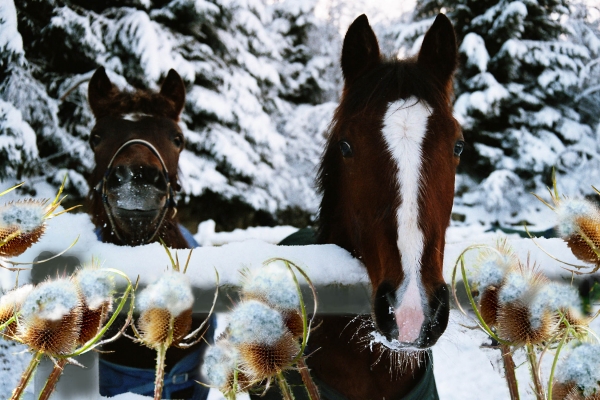 Creation of Snowy Day: Step 6