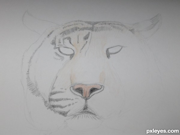 Creation of A Tiger: Step 3