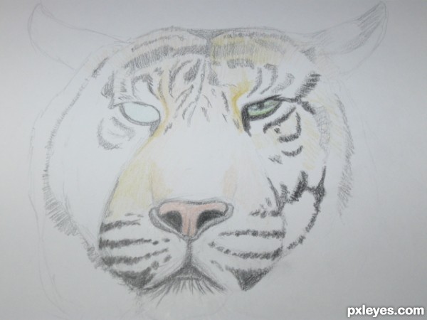 Creation of A Tiger: Step 4