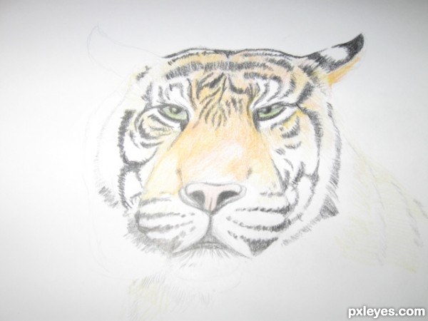 Creation of A Tiger: Step 5