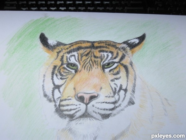 Creation of A Tiger: Step 6