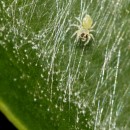 tiny spider source image