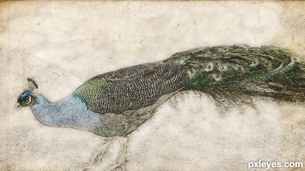 peacock