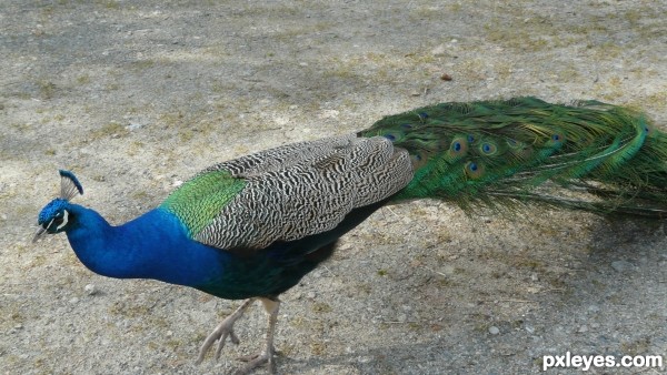 Creation of peacock: Step 1