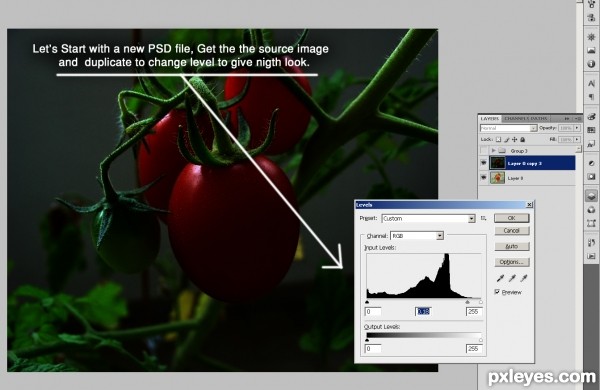 Creation of Life in Tomato: Step 2