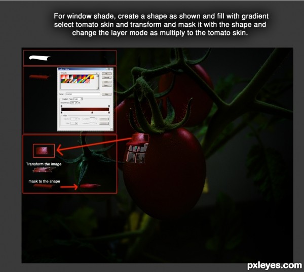 Creation of Life in Tomato: Step 5